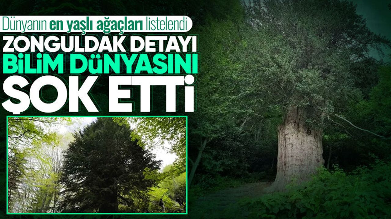 Dünyanın en yaşlı ağaçları listelendi: Zonguldak detayı bilim dünyasını şok etti!