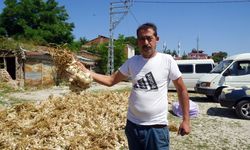 Taşköprü sarımsağında yaşanan verim kaybı üreticisini üzdü