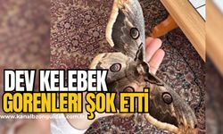 Zonguldak’ta dev kelebek: Görenler şaşkınlığını gizleyemedi