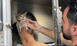 Sokak kedisi, kulağındaki tümörle veteriner hekimin ayağına gitti