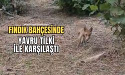 Yavru tilki ile bahçede sohbet etti