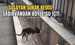 Susayan sokak kedisi şadırvandan böyle su içti