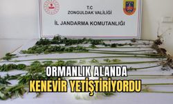 Ormanlık alanda kenevir yetiştiriyordu yakayı ele verdi