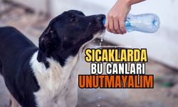 Zonguldaklı veteriner uyardı: Sahip çıkmalıyız!