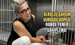 Alkollü şahsın vurduğu köpeği Hande Yener sahiplendi