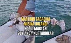 Gagasına misina dolanan martıyı yelken kulübü yöneticileri kurtardı