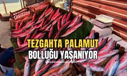 Av yasağı kalktı! Palamut bolluğu yaşanıyor