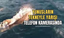 Yunuslar dakikalarca balıkçı teknesiyle yarıştı