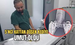 Beşinci kattan düşen kediyi yaptığı ameliyatla hayatta tuttu!