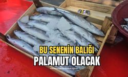 Balıkçılar palamut balığından umutlu