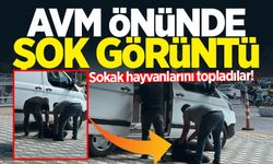 AVM önünde şok görüntü: Sokak hayvanlarını topladılar!