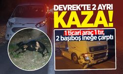 Devrek'te başıboş inekler kazaya sebep oldu