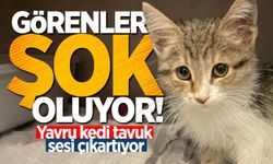 Görenler şok oluyor! Yemek borusu genişleyen yavru kedi tavuk sesi çıkartıyor