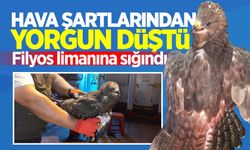 Hava şartlarından yorgun düştü! Filyos limanına sığındı