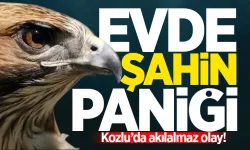 Kozlu'da eve giren şahin paniğe neden oldu