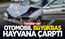 Otomobil büyükbaş hayvana çarptı; Yaralılar var!