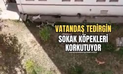 Vatandaşlar sokak köpeklerinden şikayetçi