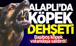 Alaplı'da köpek dehşeti: Başıboş köpek vatandaşa saldırdı!