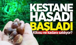 Bartın'da kestane hasadı başladı: Kilosu ne kadara satılıyor?