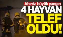 Bartın'da korkunç yangın: 4 hayvan telef oldu!