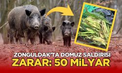 Domuzlar Mısır dolu tarlaya saldırdı: Zarar 50 Milyar TL