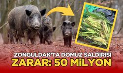 Domuzlar Mısır dolu tarlaya saldırdı: Zarar 50 Milyon TL