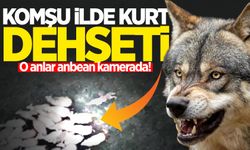 Bartın'da kurt dehşeti: O anlar anbean kamerada!