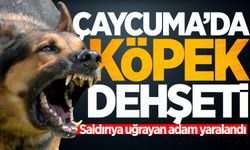 Çaycuma'da başıboş köpek krizi devam ediyor: Saldırıya uğrayan adam yaralandı!