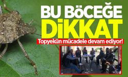 Çaycuma'da 'Kokarca böceği' ile mücadele topyekün devam ediyor!