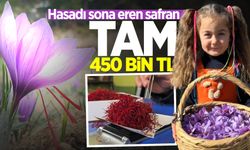 Hasadı sona eren safran 450 bin TL'den satılacak