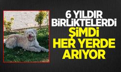 Köpeği kaybolan Sadık Gördü vatandaştan yardım istedi