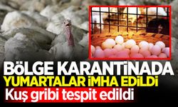 Bölge karantinaya alındı, hepsi derhal imha edildi!