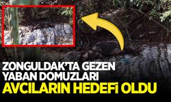 Çaydamar'da gezen yaban domuzu avcılardan kaçamadı