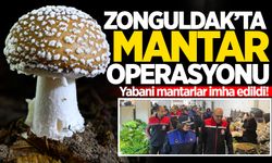 Zonguldak'ta mantar operasyonu: Yabani mantarlar imha edildi!