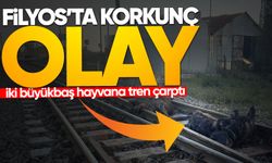 Başıboş halde dolaşan iki büyükbaş hayvana tren çarptı