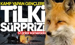 Kamp yapan gençlere tilki sürprizi