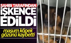 Zonguldak'ta köpeğe işkence edildi! Gözünü kaybetti