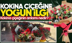 Zonguldak'ta kokina çiçeğine büyük ilgi