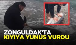 Zonguldak’ta kıyıya yunus vurdu