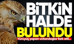 Bitkin halde bulunan kızıl şahin tedavi edildi