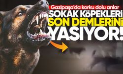 Gazipaşa'da korku dolu anlar: Sokak köpekleri son demlerini yaşıyor!