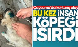 Bu kez insan köpeği ısırdı: Alkolün dozunu kaçırınca yavru köpeği ısırdı!
