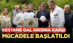 Çaycuma'da kestane gal arısına karşı biyolojik mücadele