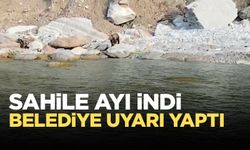 Yavru ayı sahile indi! Belediye uyardı