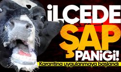 İlçede şap paniği: Karantina uygulanmaya başlandı!