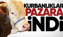 Kurbanlar pazara girdi