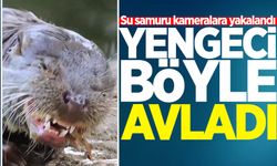 Su samuru avladığı yengeci yerken görüntülendi