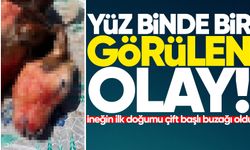 Yüz binde bir görülen olay: 2 yaşındaki ineğin ilk doğumu çift başlı buzağı oldu!