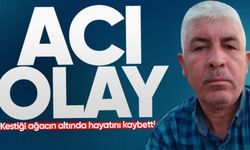 Acı ölüm: Kestiği ağacın altında hayatını kaybetti