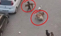 Zonguldak’ta sokak köpeği sıkıntısı giderek büyüyor!